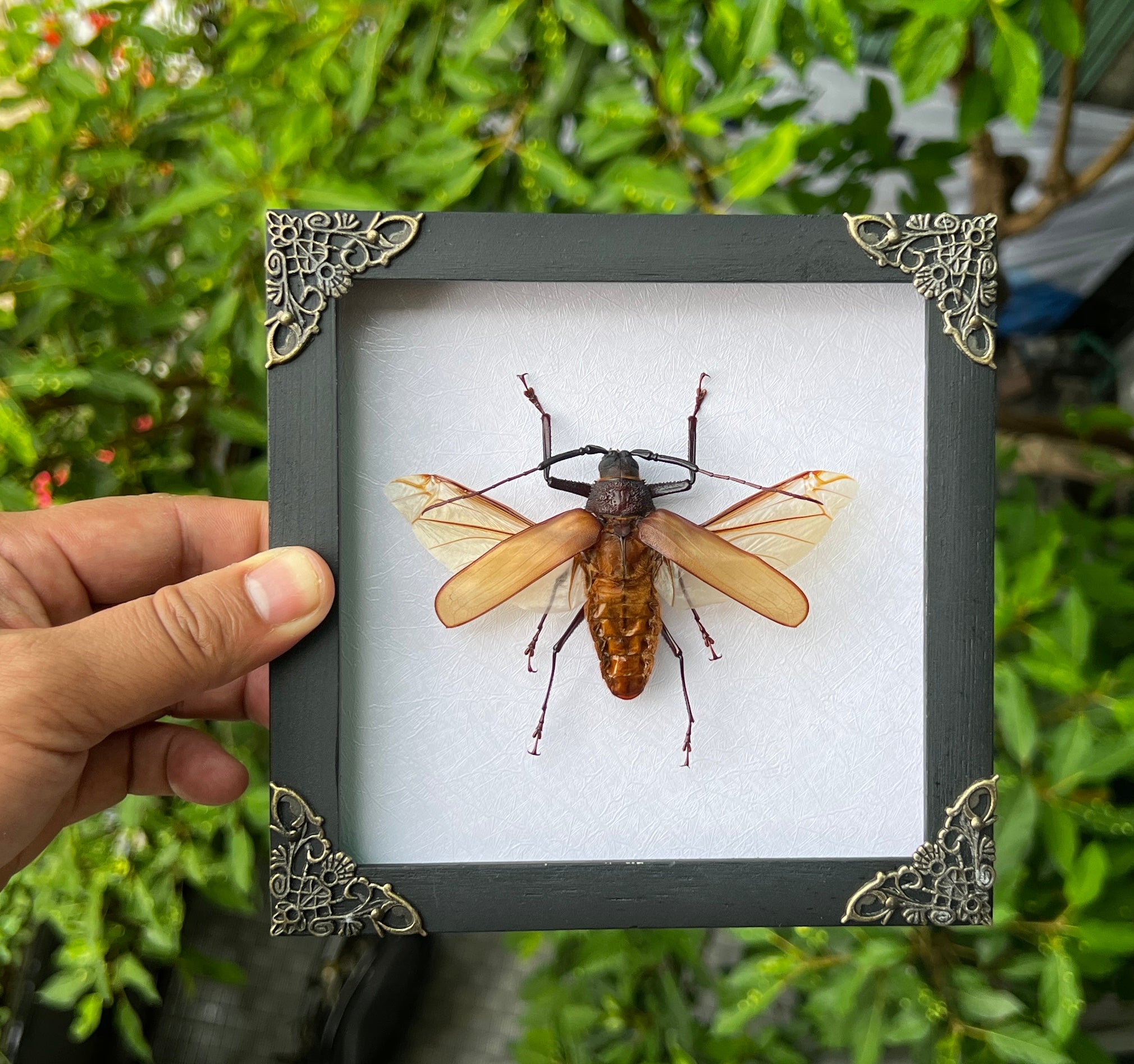 Real Framed Cerambycidae Giant Beetle White Wooden Shadow Box Oddities Taxidermy K16-64-TR