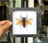 Real Framed Cerambycidae Giant Beetle White Wooden Shadow Box Oddities Taxidermy K16-64-TR