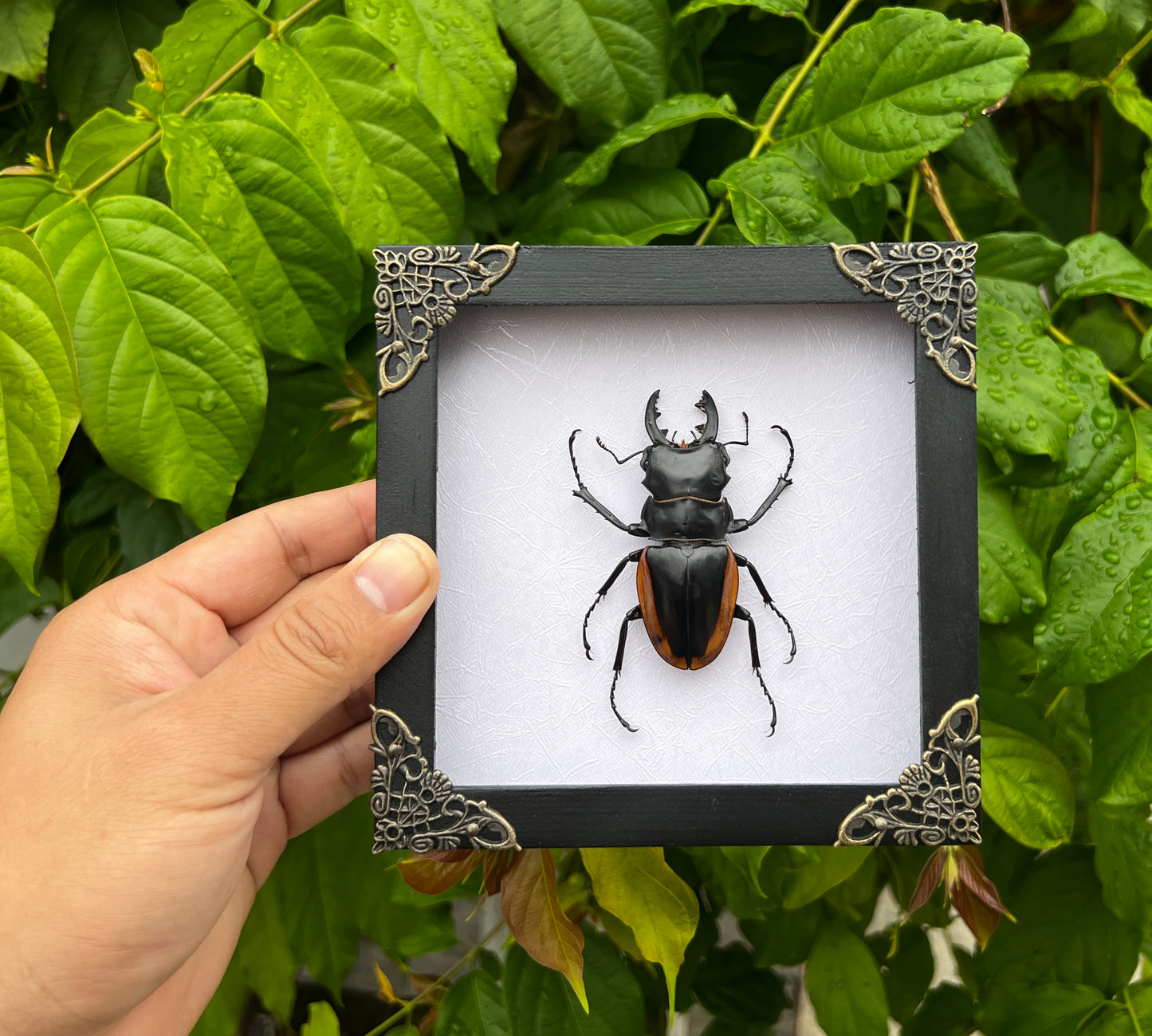 Real Framed Beetle White Shadow Box Dried Specimen Oddities Handmade Wall Art K14-66-TR