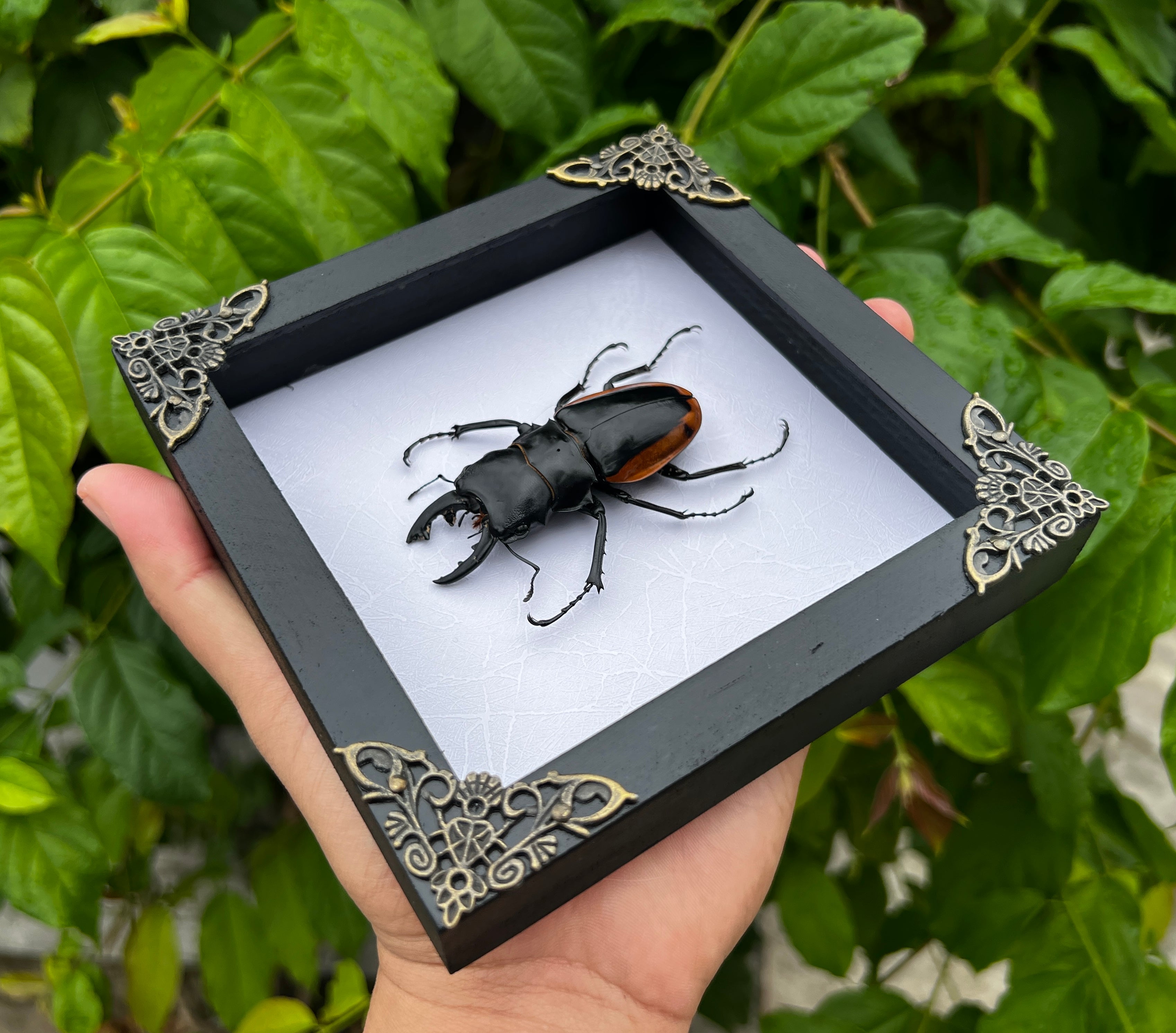 Real Framed Beetle White Shadow Box Dried Specimen Oddities Taxidermy Handmade Wall Art K14-66-TR