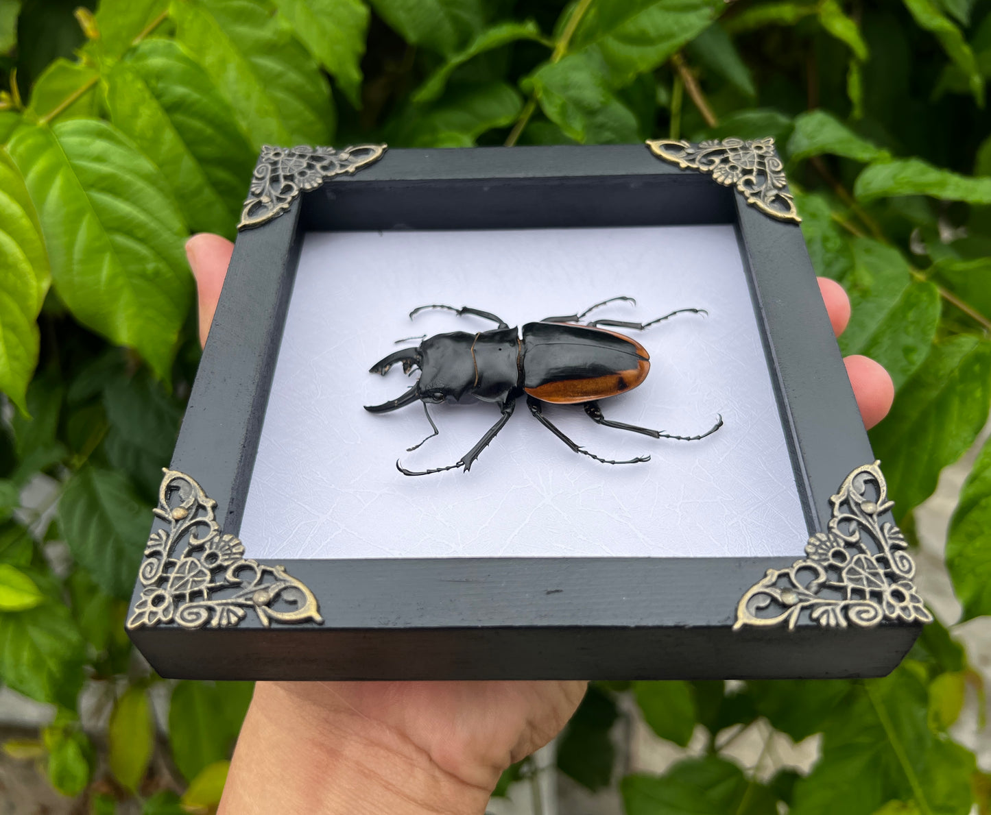 Real Framed Beetle White Shadow Box Dried Specimen Oddities Handmade Wall Art K14-66-TR