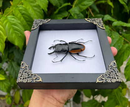 Real Framed Beetle White Shadow Box Dried Specimen Oddities Handmade Wall Art K14-66-TR