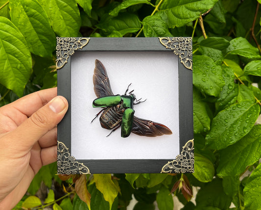 Real Framed Green Rhomborhina Scarab Beetle White Shadow Box Dried Specimen Oddities K14-65-TR
