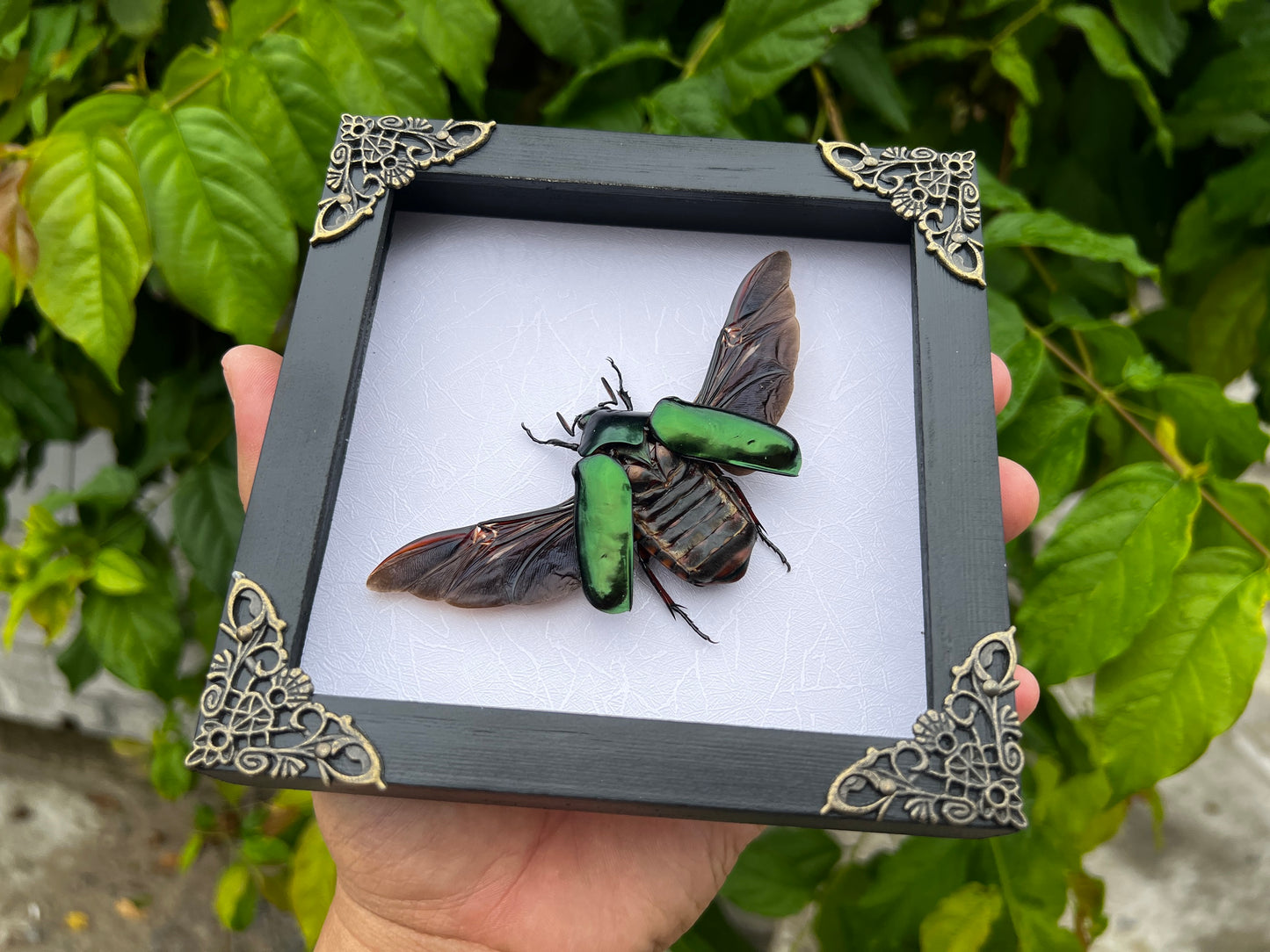 Real Framed Green Rhomborhina Scarab Beetle White Shadow Box Dried Specimen Oddities K14-65-TR