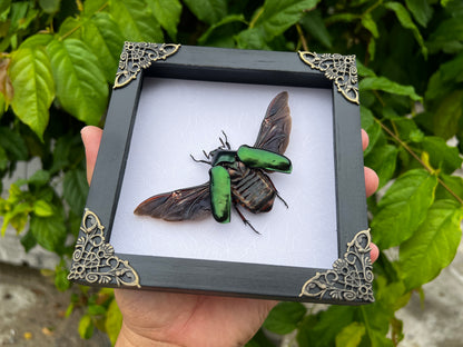 Real Framed Green Rhomborhina Scarab Beetle White Shadow Box Dried Specimen Oddities K14-65-TR