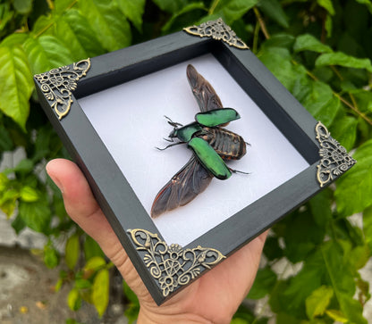 Real Framed Green Rhomborhina Scarab Beetle White Shadow Box Dried Specimen Oddities K14-65-TR