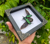 Real Framed Green Rhomborhina Scarab Beetle White Shadow Box Dried Specimen Oddities Taxidermy K14-65-TR