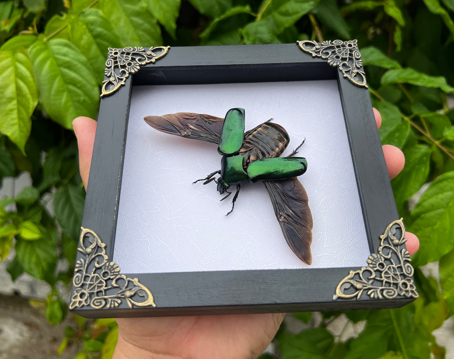 Real Framed Green Rhomborhina Scarab Beetle White Shadow Box Dried Specimen Oddities K14-65-TR