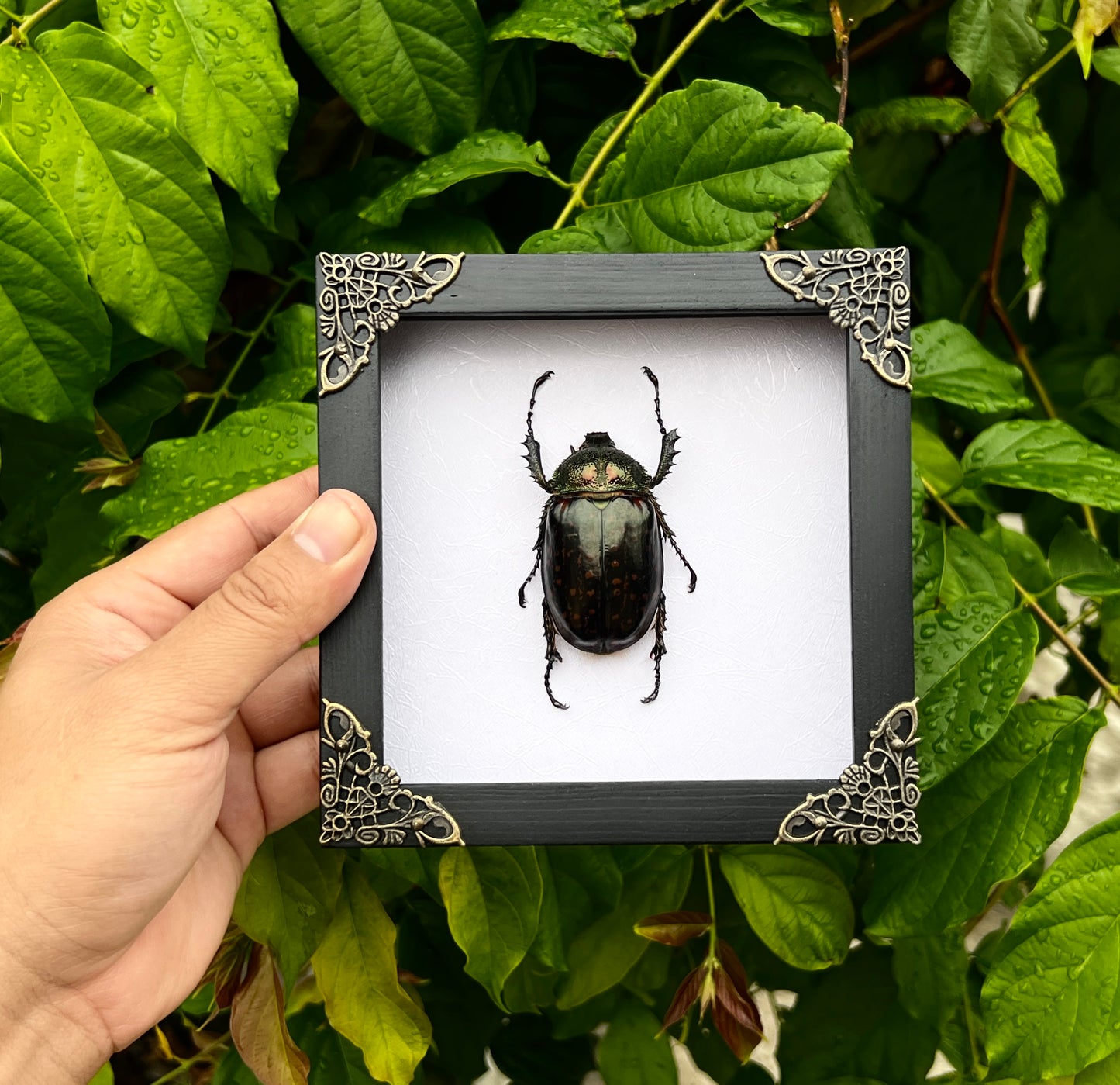 Real Framed Beetle White Shadow Box Dried Specimen Oddities K14-59-TR