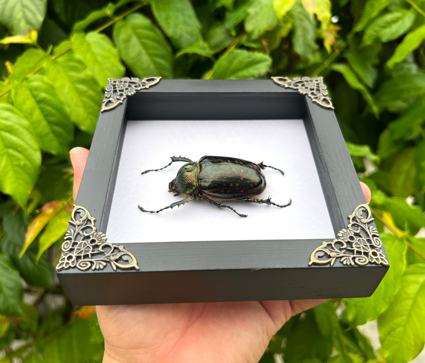 Real Framed Beetle White Shadow Box Dried Specimen Oddities K14-59-TR