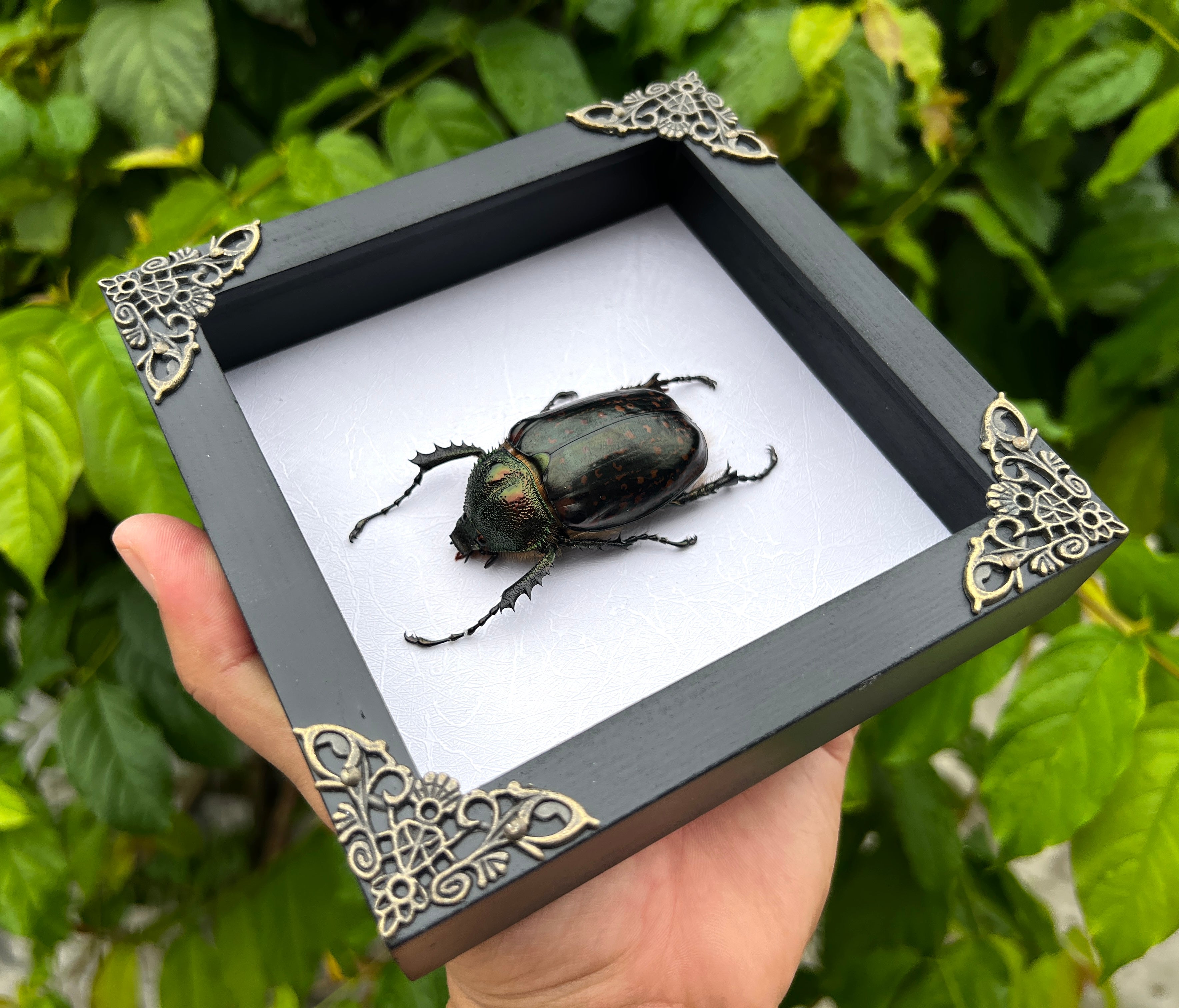 Real Framed Beetle White Shadow Box Dried Specimen Oddities Taxidermy K14-59-TR