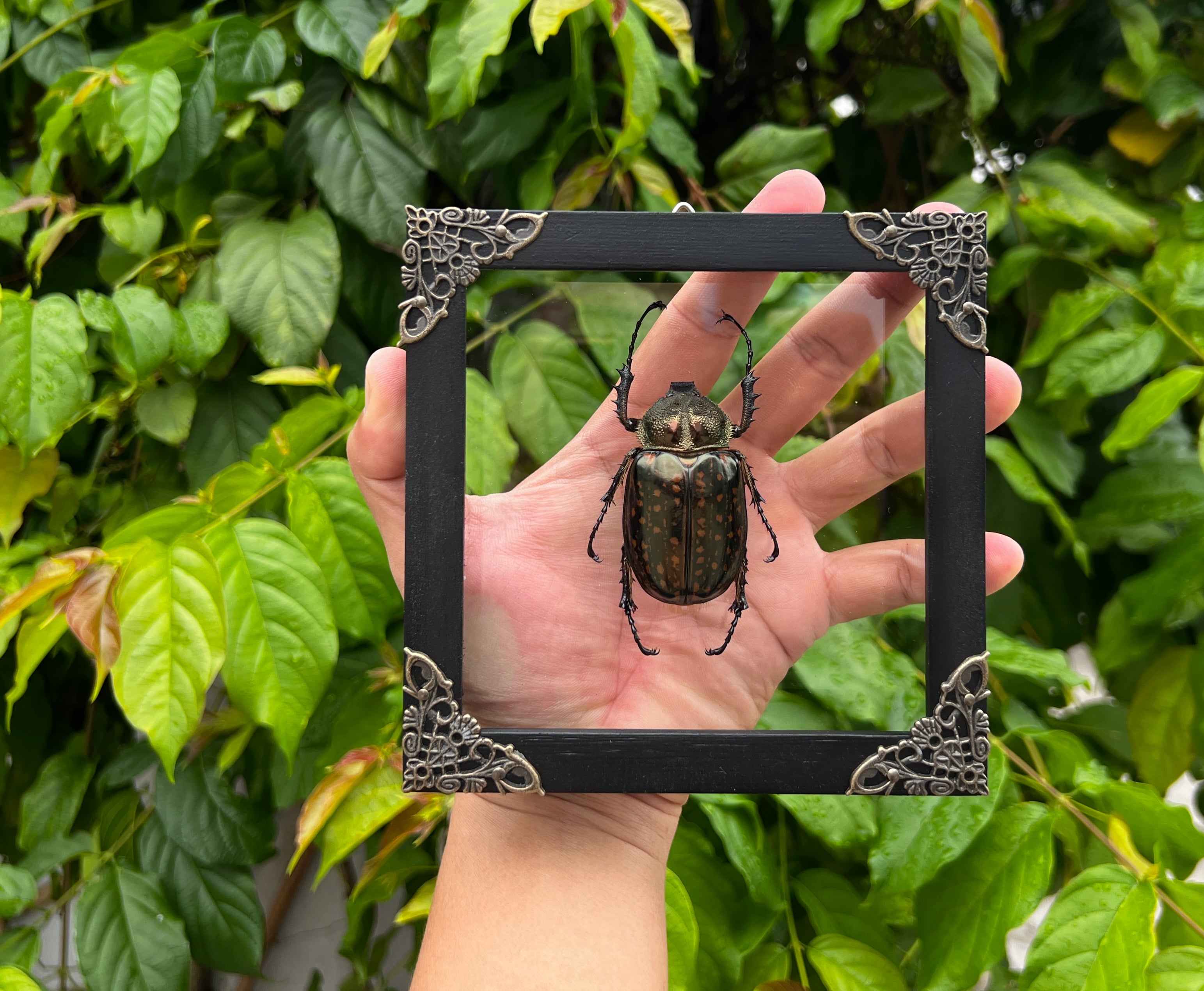 Real Framed Beetle Glass Shadow Box Dried Specimen Oddities Taxidermy K14-59-KINH