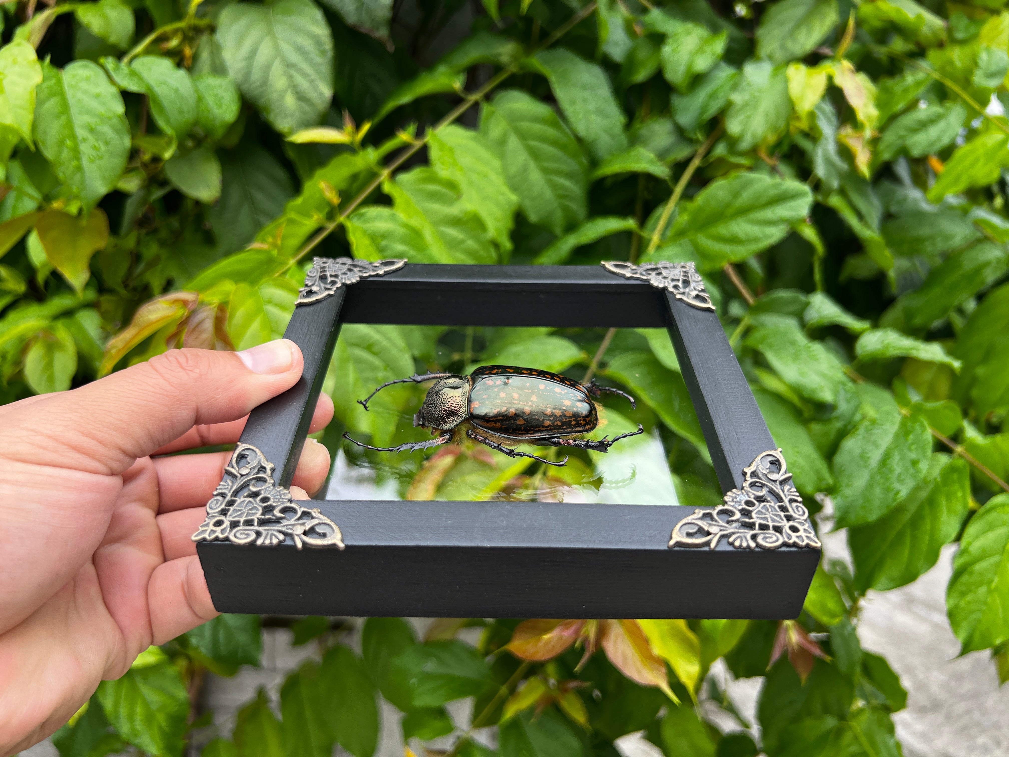 Real Framed Beetle Glass Shadow Box Dried Specimen Oddities Taxidermy K14-59-KINH