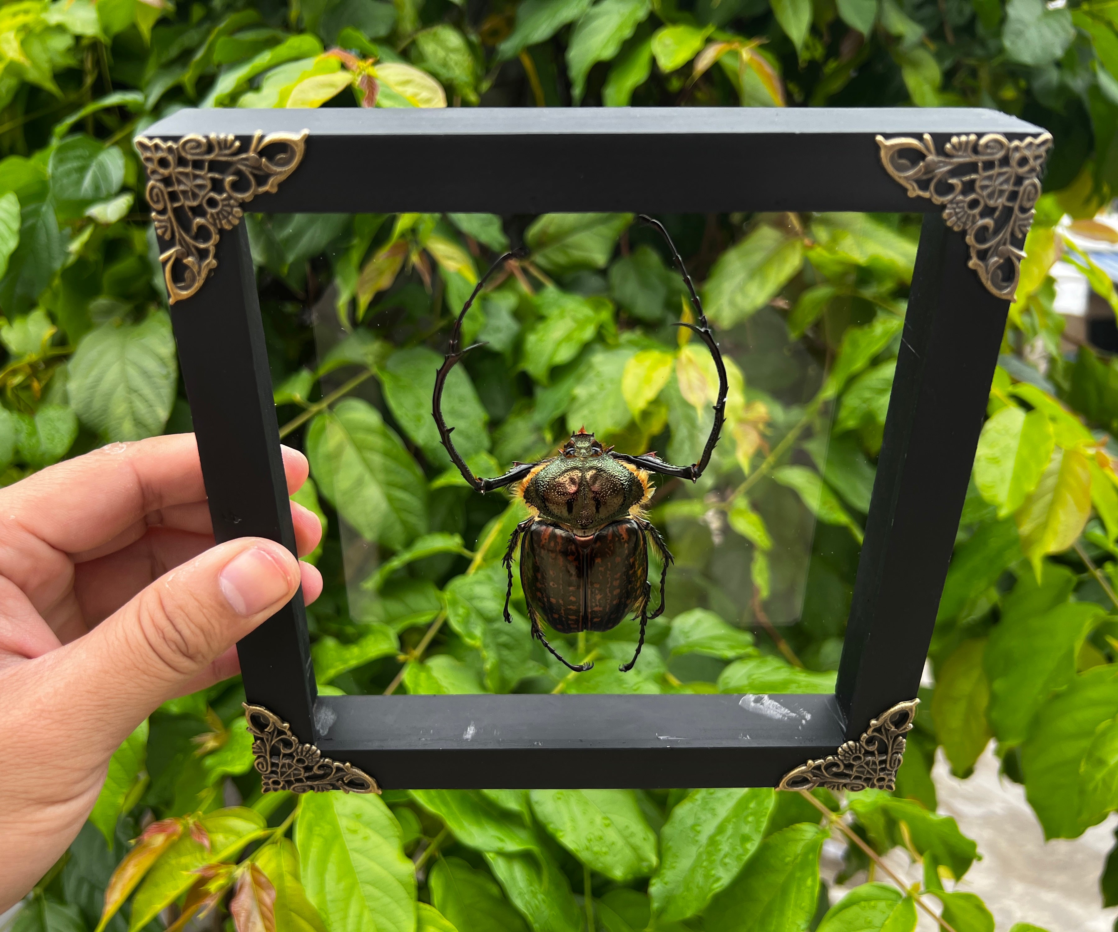 Real Framed Long Arms Beetle Glass Shadow Box Specimen Oddities Taxidermy K18-58-KINH