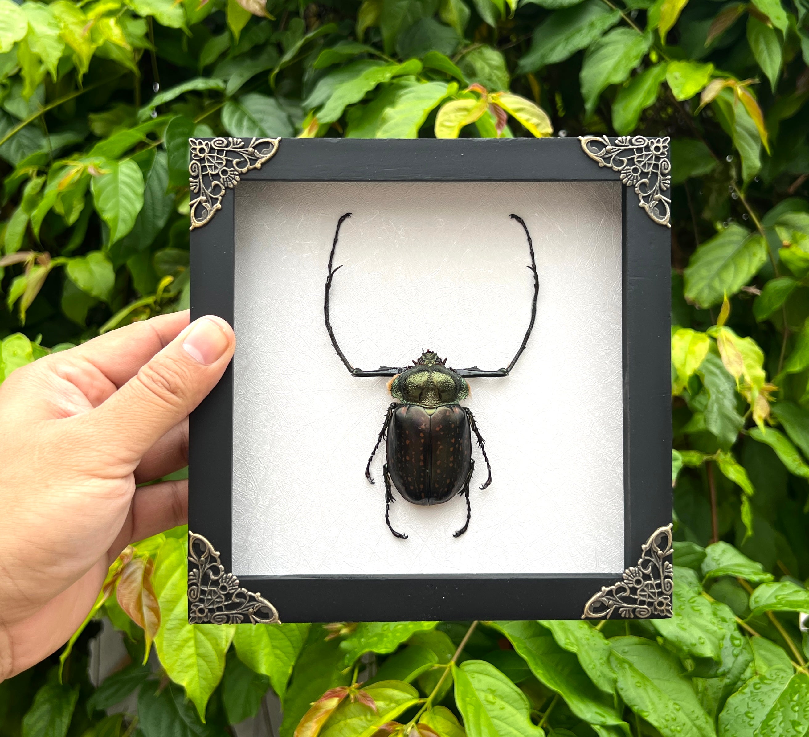 Real Framed Long Arms Beetle White Shadow Box Specimen Oddities Taxidermy K18-58-TR