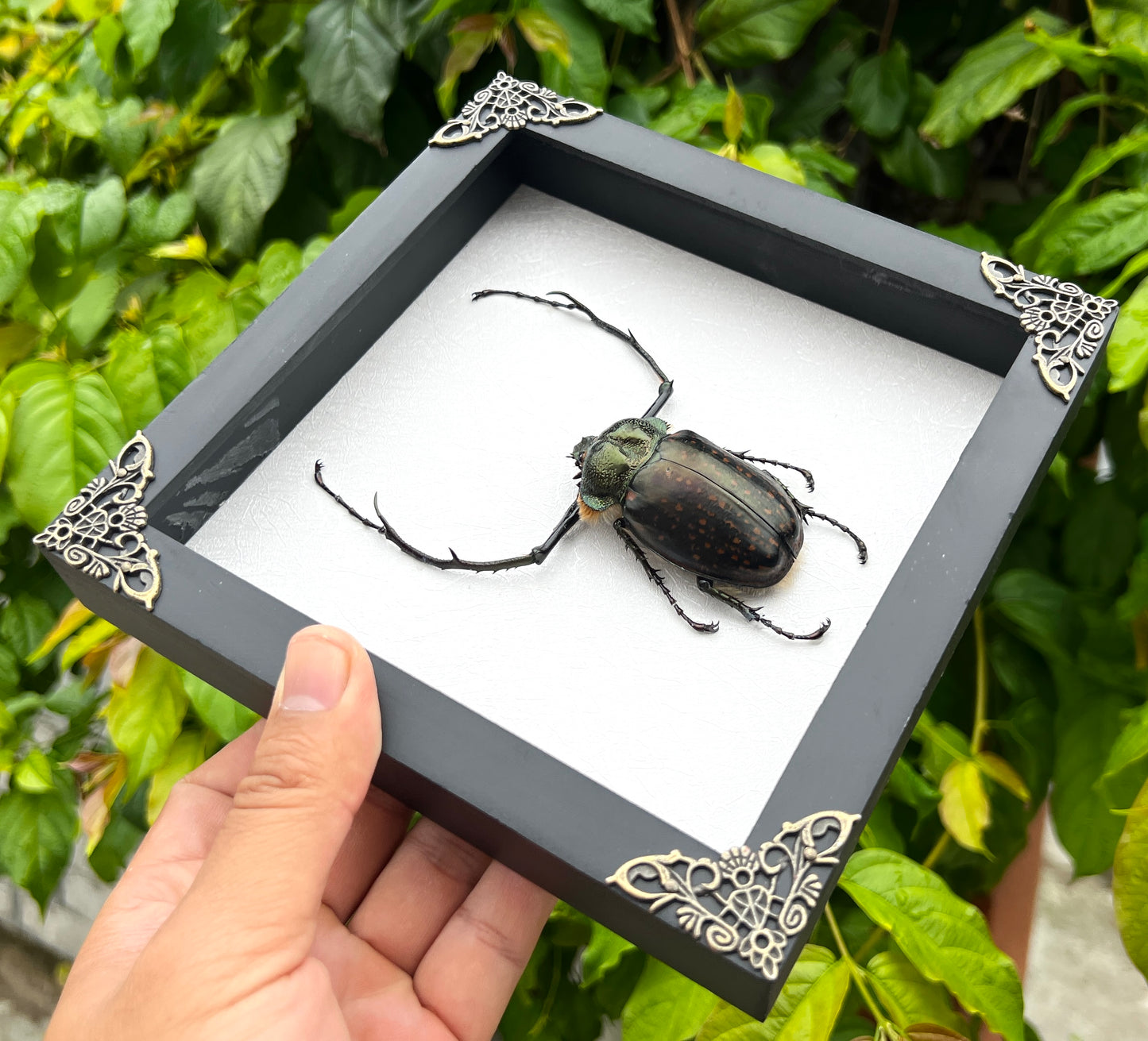 Real Framed Long Arms Beetle White Shadow Box Specimen Oddities K18-58-TR