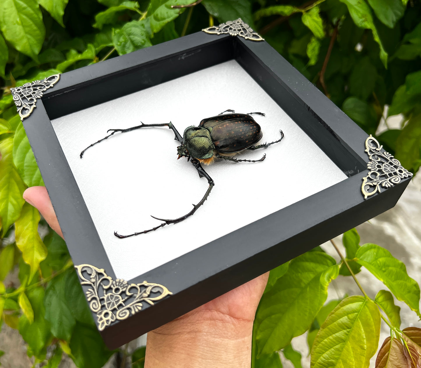 Real Framed Long Arms Beetle White Shadow Box Specimen Oddities K18-58-TR