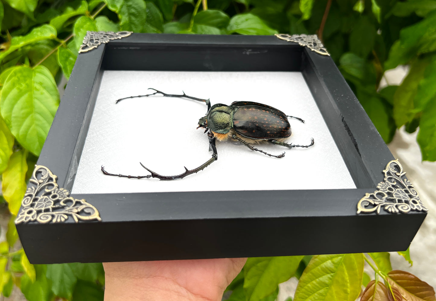 Real Framed Long Arms Beetle White Shadow Box Specimen Oddities K18-58-TR
