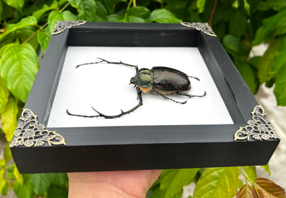 Real Framed Long Arms Beetle White Shadow Box Specimen Oddities K18-58-TR