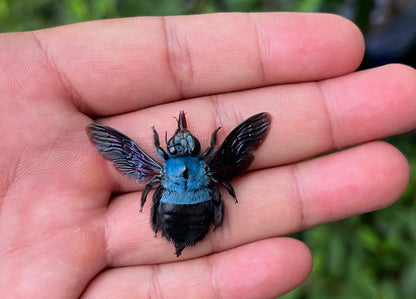 Real Framed Blue Carpenter Bee Black Wooden Specimen Oddities K12-61-DE