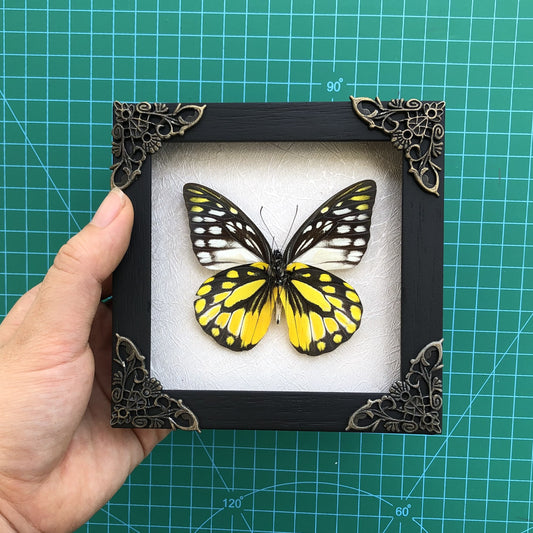 Real Butterfly Spotted Sawtooth Dead Dried Insect Specimens K12-10-TR