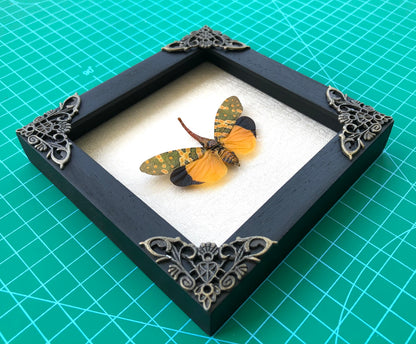Real Framed Yellow Lanternfly Beetle White Wooden Specimen Oddities K12-55-TR