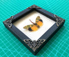 Real Framed Yellow Lanternfly Beetle White Wooden Specimen Oddities Taxidermy K12-55-TR