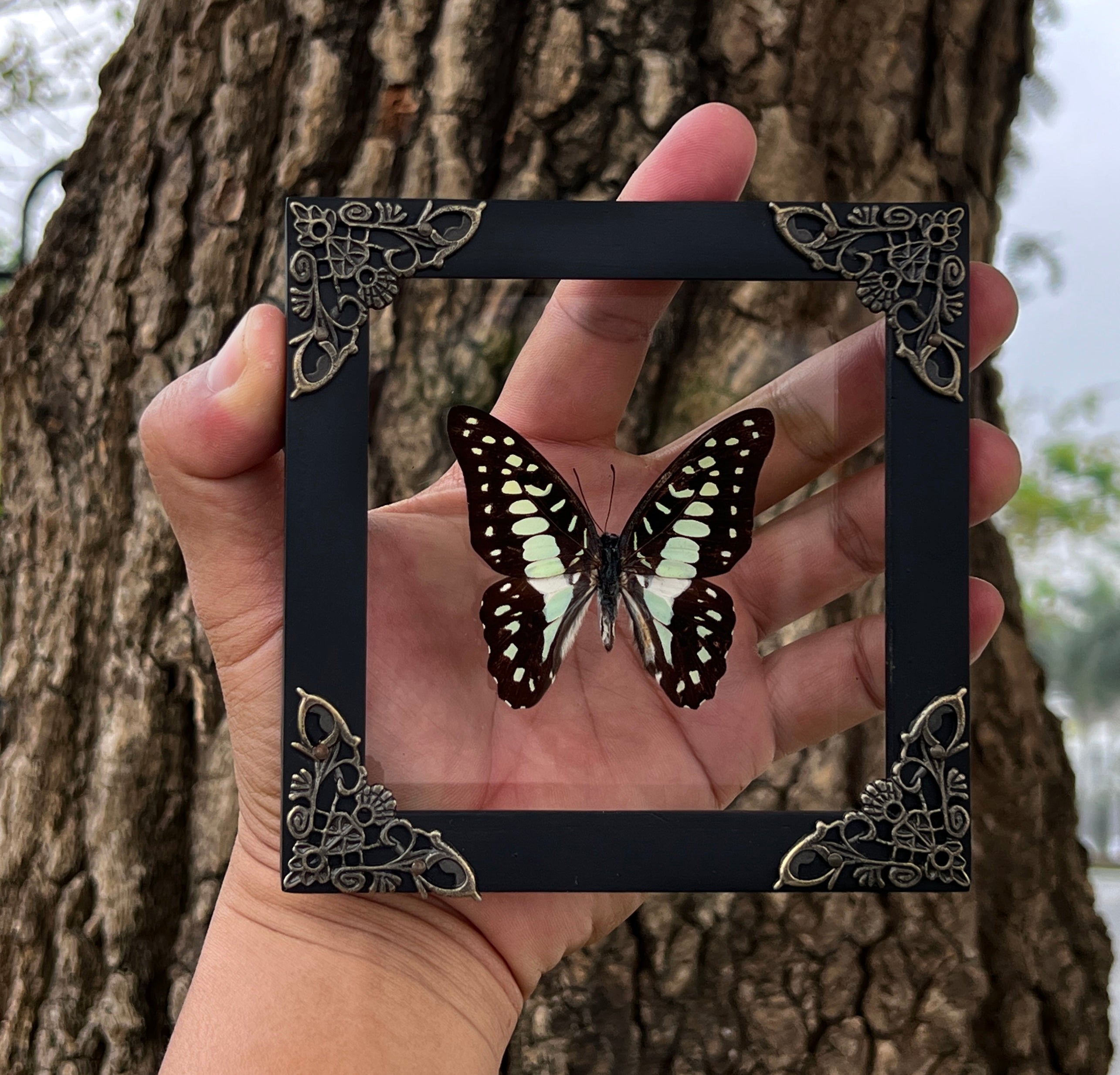 Real Framed Butterfly Glass Shadow Box Dead Dried Insect Specimens Taxidermy K12-11-KINH