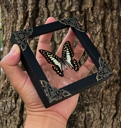 Real Framed Butterfly Glass Shadow Box Dead Dried Insect Specimens K12-11-KINH
