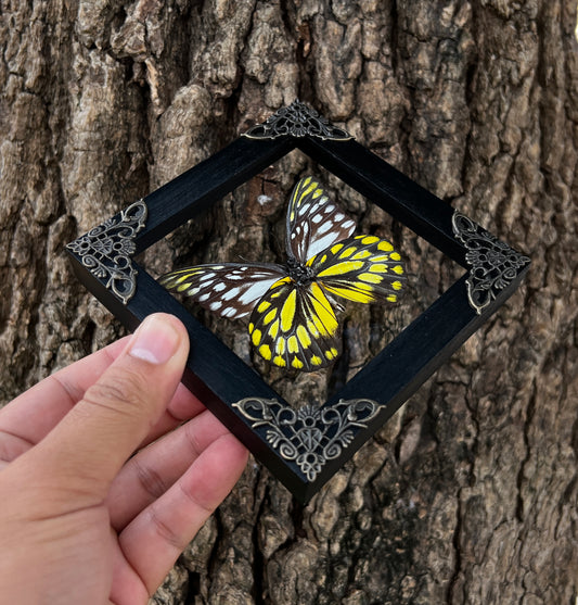 Real Framed Spotted Sawtooth Butterfly Glass Shadow Box Dead Dried Insect Specimens K12-10-KINH
