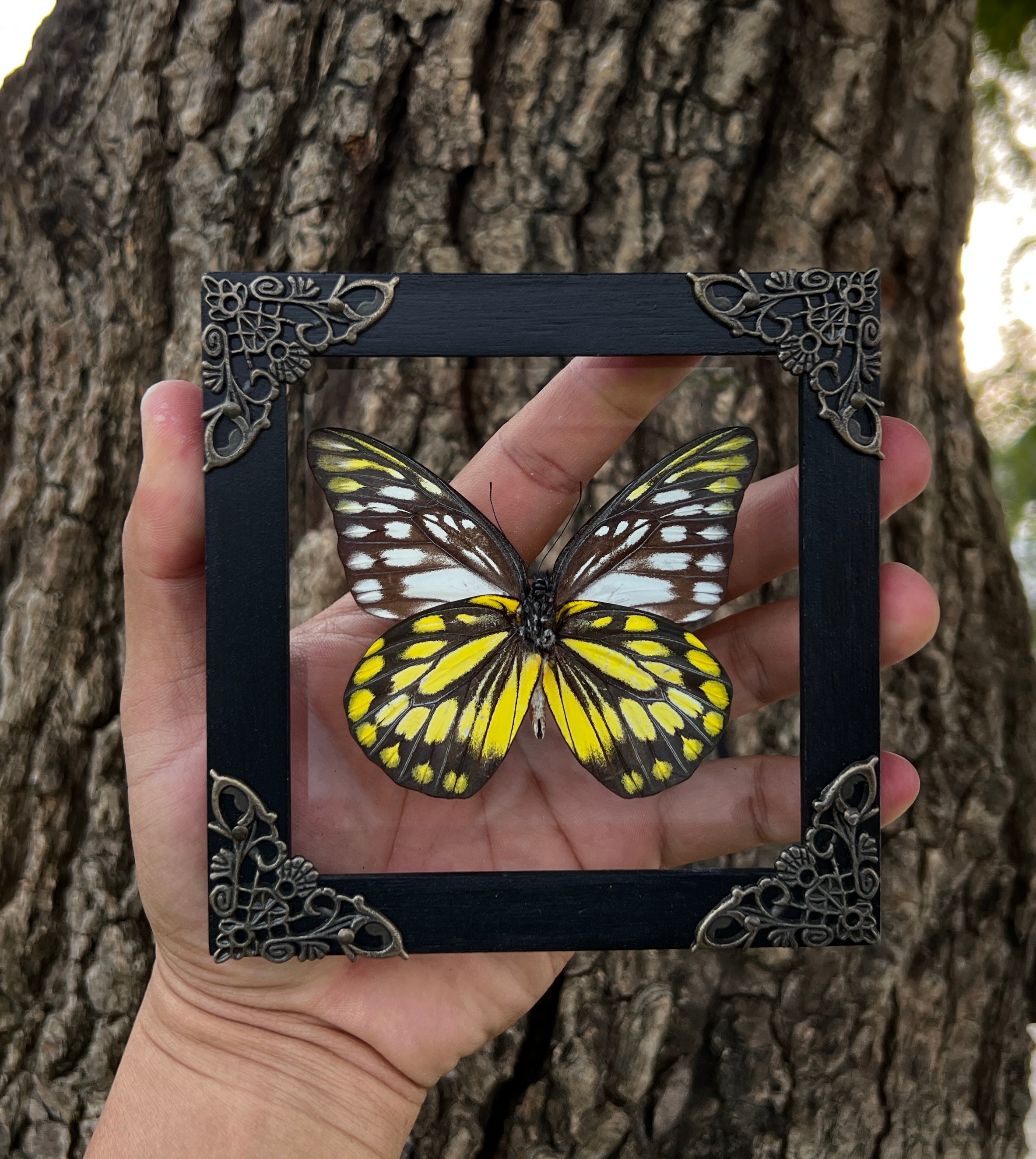 Real Framed Spotted Sawtooth Butterfly Glass Shadow Box Dead Dried Insect Specimens Taxidermy K12-10-KINH