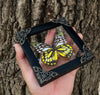 Real Framed Spotted Sawtooth Butterfly Glass Shadow Box Dead Dried Insect Specimens Taxidermy K12-10-KINH