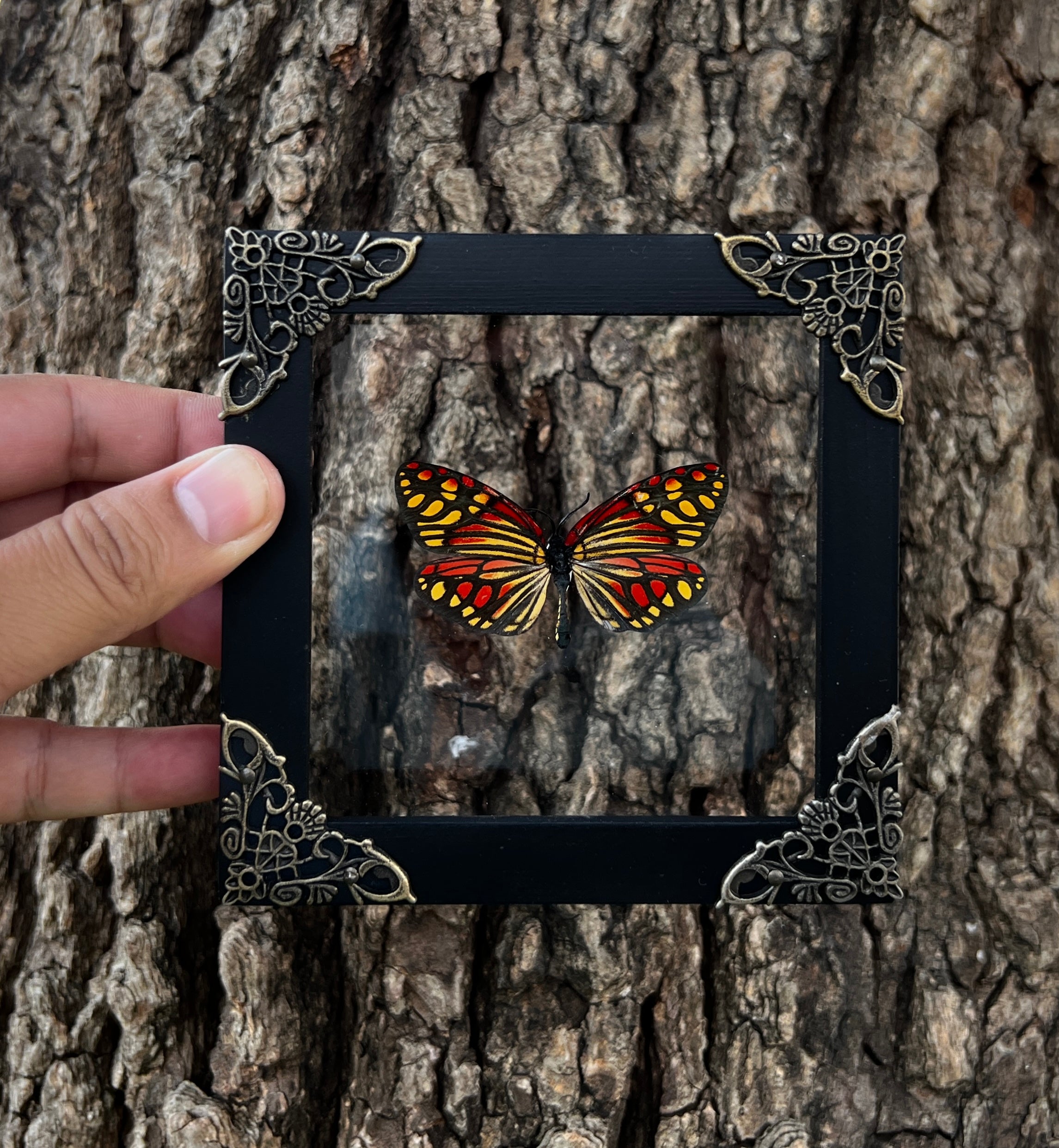 Real Framed Campylotes Histrionicus Butterfly Insect Glass Shadow Box K12-12-KINH