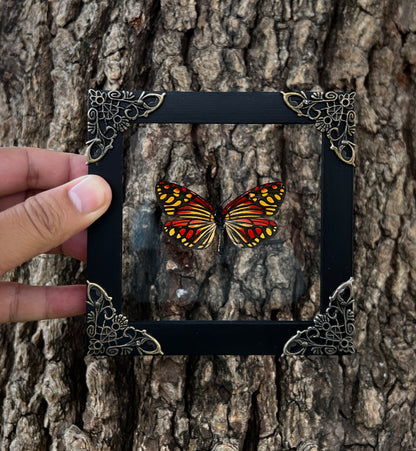 Real Framed Campylotes Histrionicus Butterfly Insect Glass Shadow Box K12-12-KINH