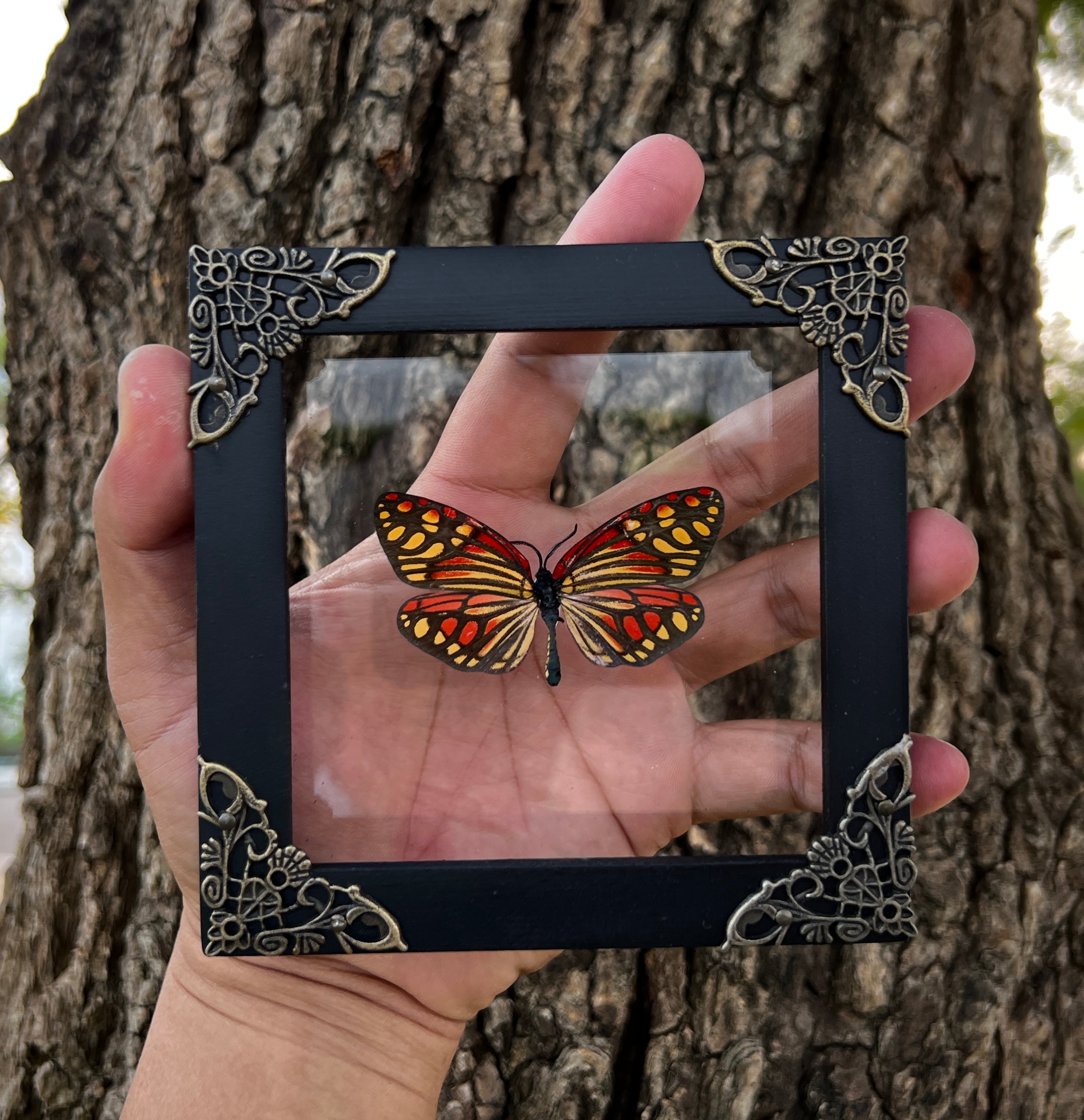 Real Framed Campylotes Histrionicus Butterfly Insect Glass Shadow Box K12-12-KINH