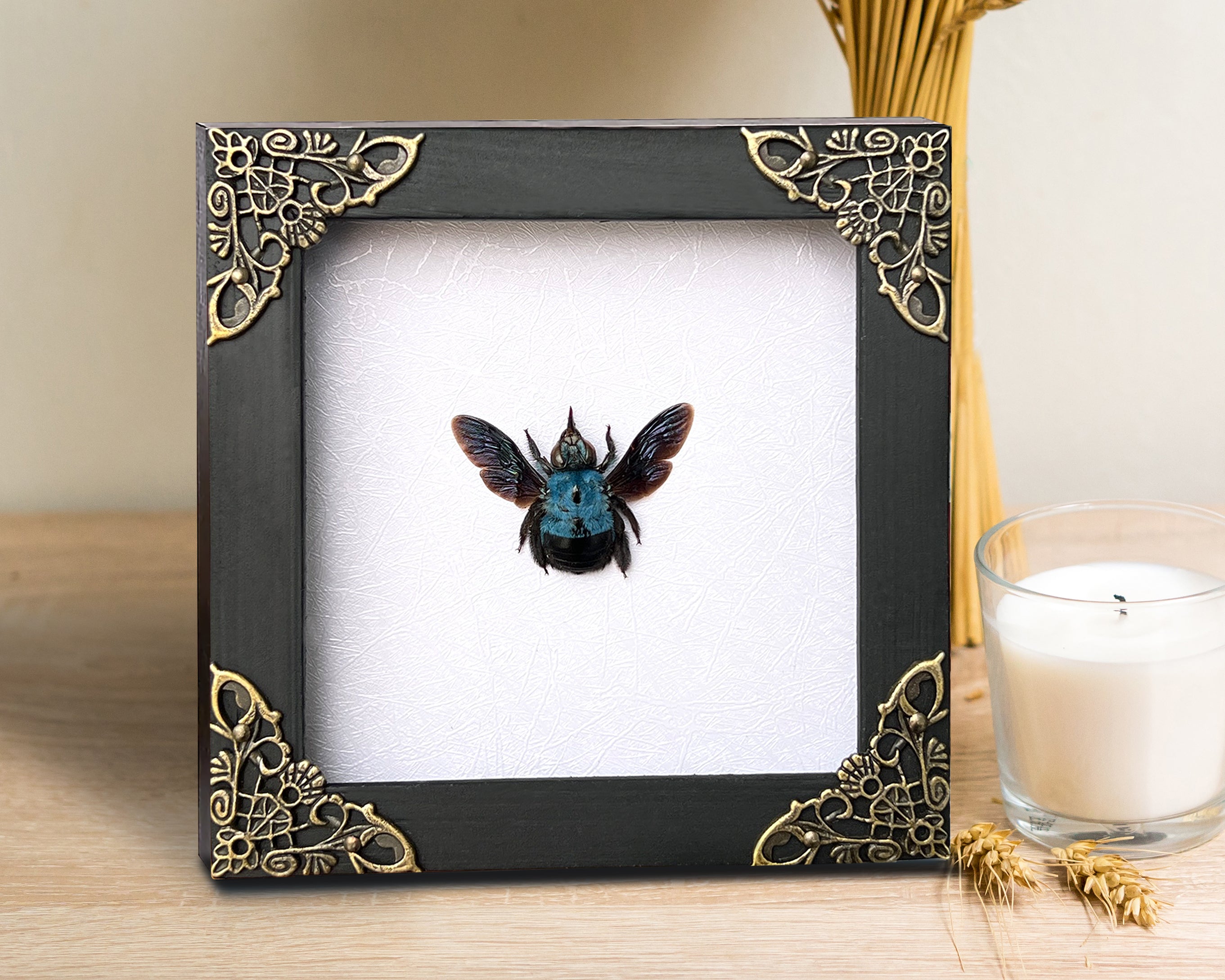 Real Framed Blue Carpenter Bee White Wooden Specimen Oddities Taxidermy K12-61-TR