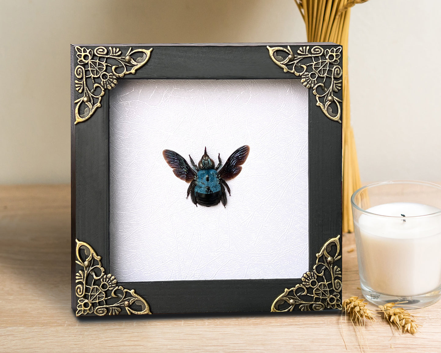 Real Framed Blue Carpenter Bee White Wooden Specimen Oddities K12-61-TR