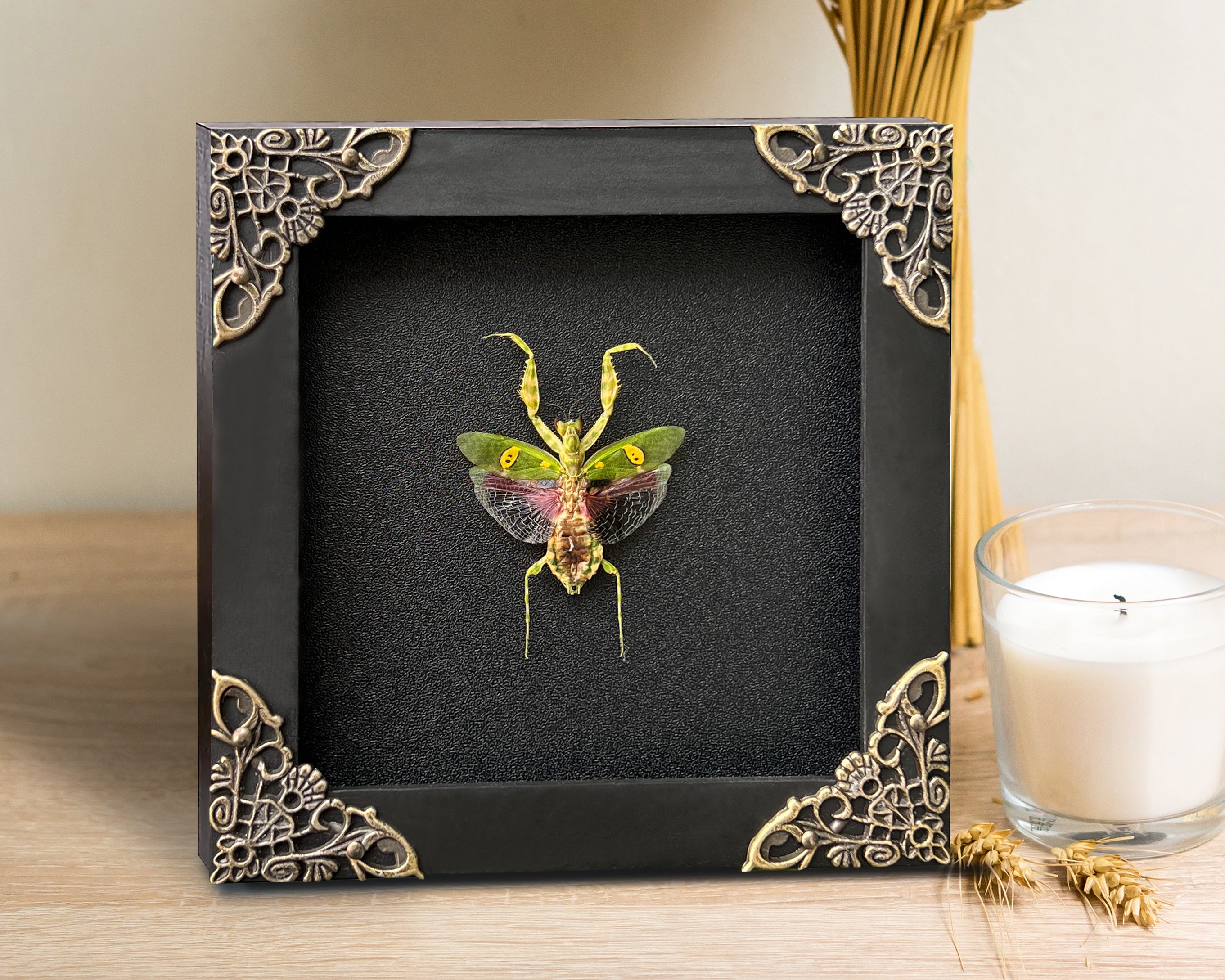 Real Framed Mantis Creobroter Black Wooden Specimen Oddities Taxidermy K12-62-DE