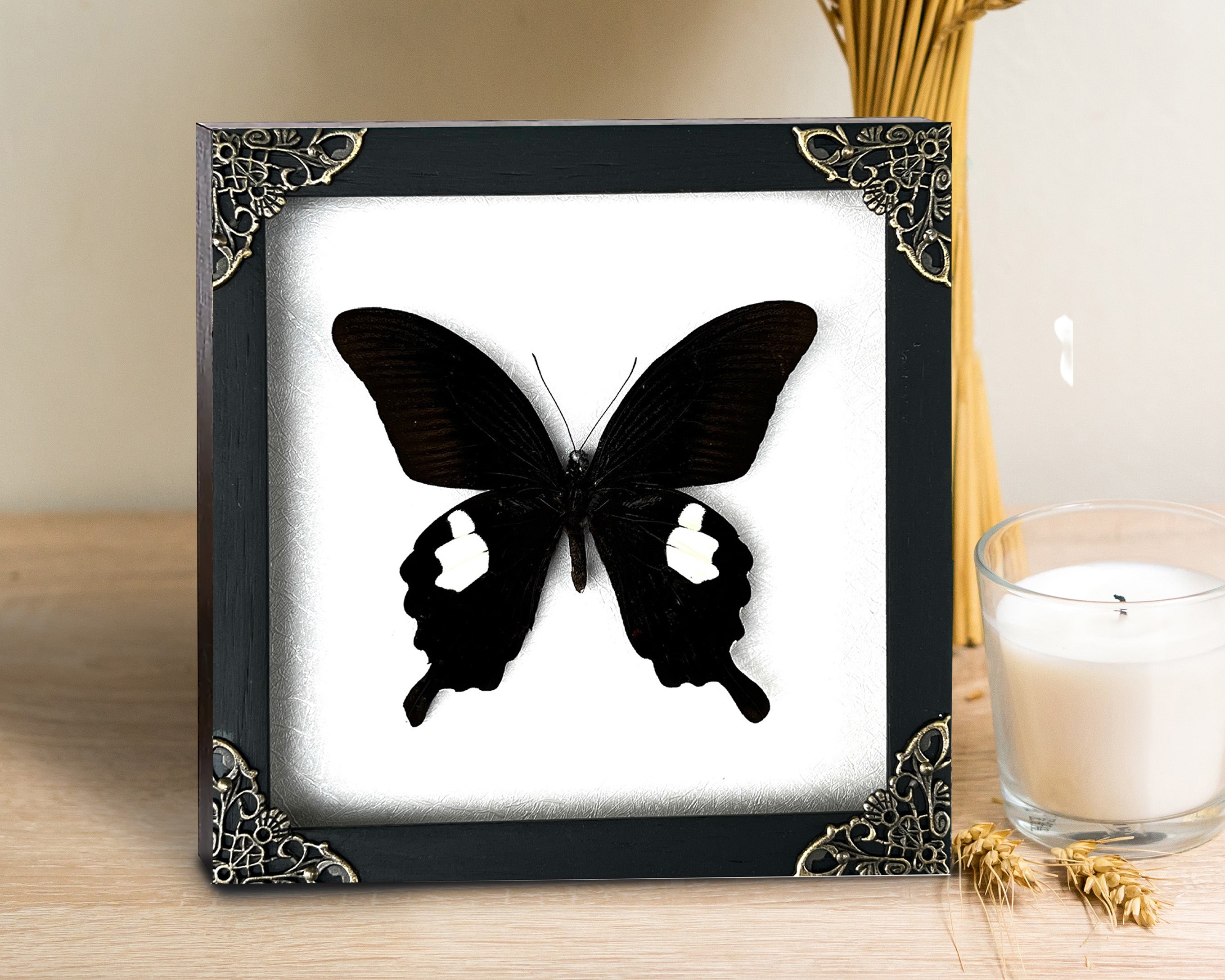 Real Framed Butterfly Moth Dead Insect Shadow Box Taxidermy Specimens K16-16-TR