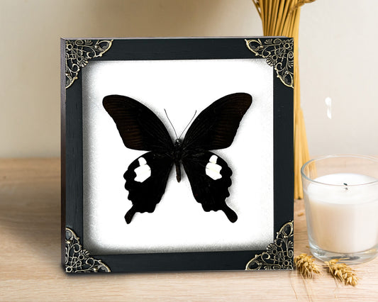 Real Framed Butterfly Moth Dead Insect Shadow Box Specimens K16-16-TR