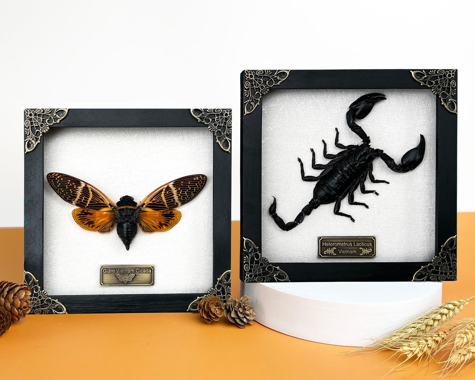 2 Framed Scorpion and Cicada Beetle Shadow Box K16-50TR51TR