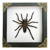 Real Framed Spider White Wooden Shadow Box Bug Insect Unique Entomology K18-56-TR