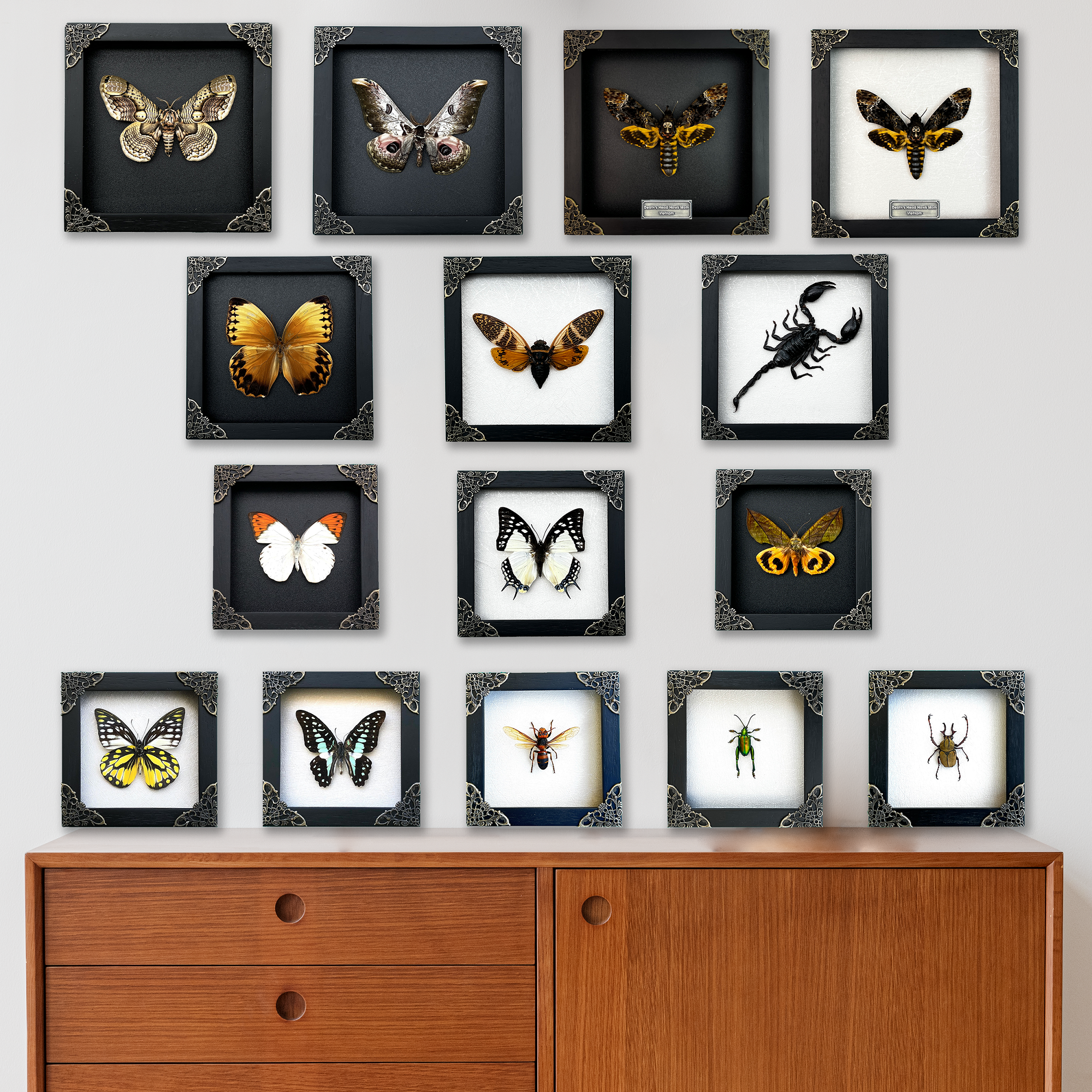 Real Framed Areas Galactina Moth Insect Black Shadow Box K12-14-DE