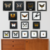 Real Tropical Swallowtail Moth Wooden White Frame Dried Insect Specimens Taxidermy K18-24-TR