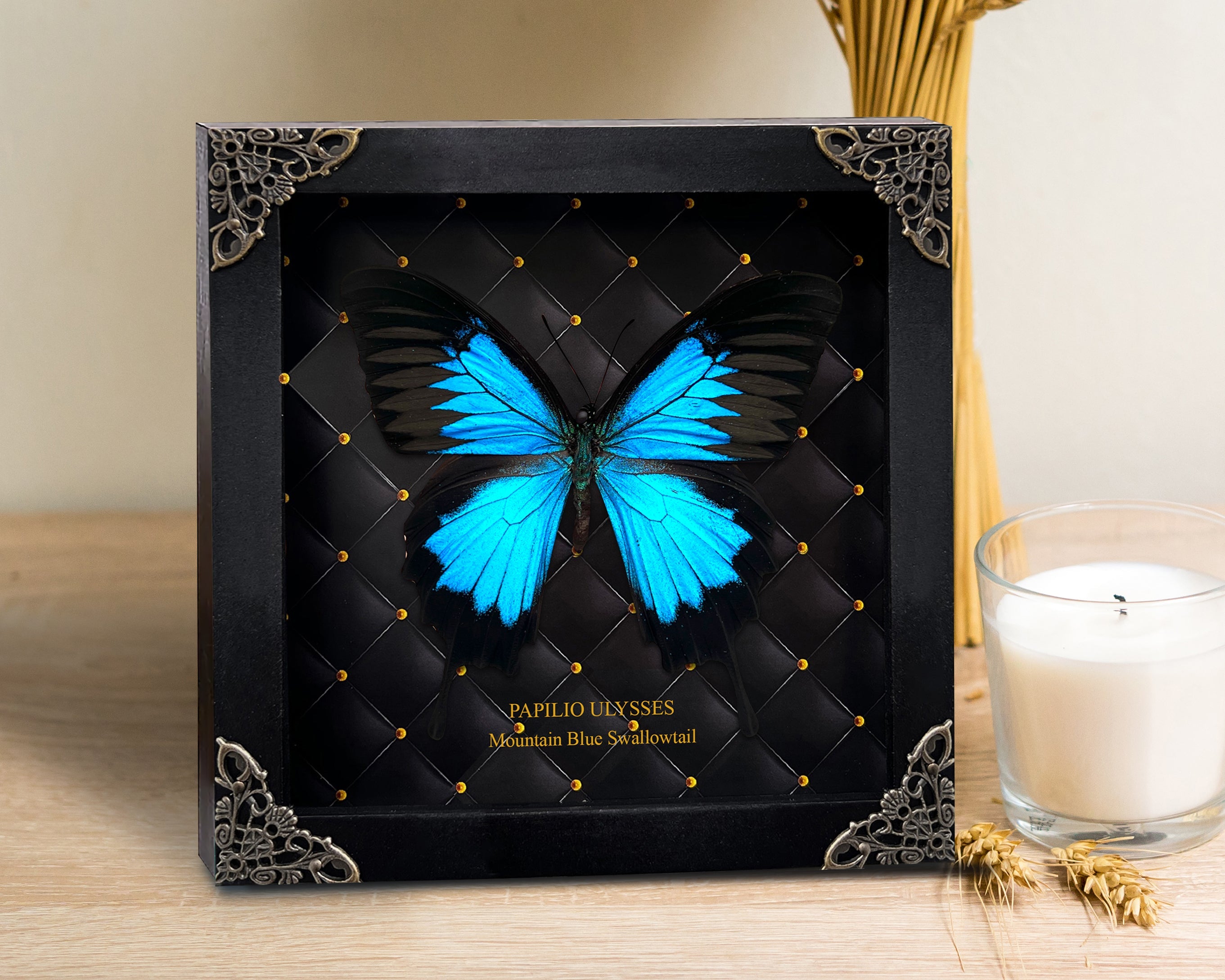 Real Framed Blue Swallowtail Butterfly Handmade Rhombus Frame Shadow Box Dried Insect Lover Taxidermy Specimen Display Tabletop Wall Artwork K16-28-NEM