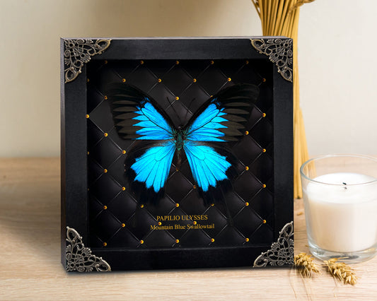 Real Framed Blue Swallowtail Butterfly Handmade Rhombus Frame Shadow Box Dried Insect Lover Specimen Display Tabletop Wall Artwork K16-28-NEM