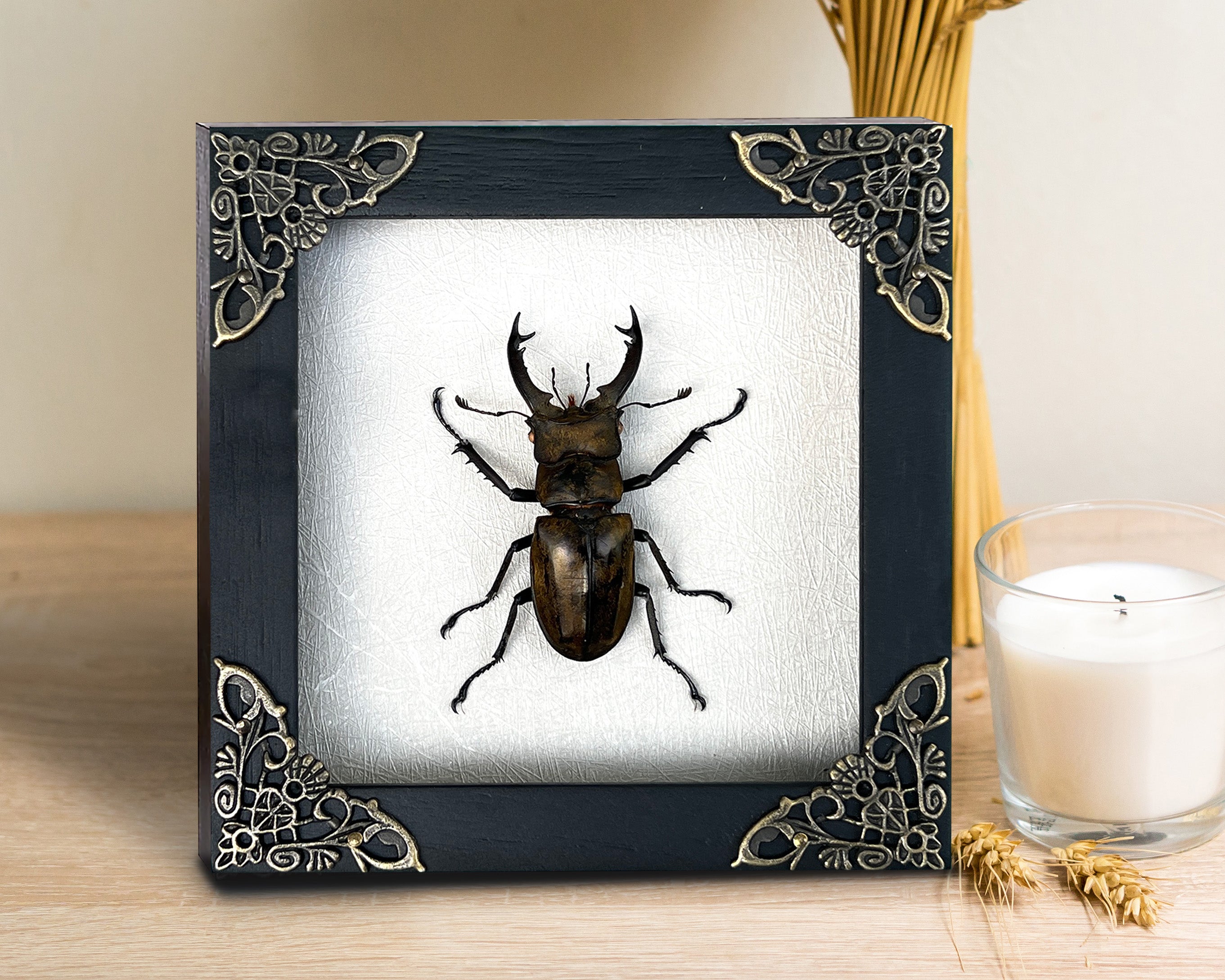 Real Framed Lucanas Beetle Bee White Shadow Box Specimen Oddities Taxidermy K12-57-TR