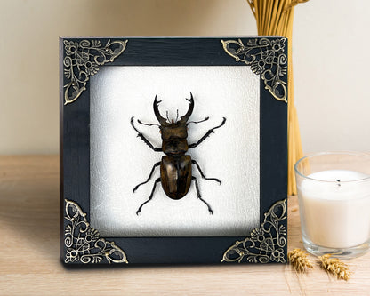 Real Framed Lucanas Beetle Bee White Shadow Box Specimen Oddities K12-57-TR