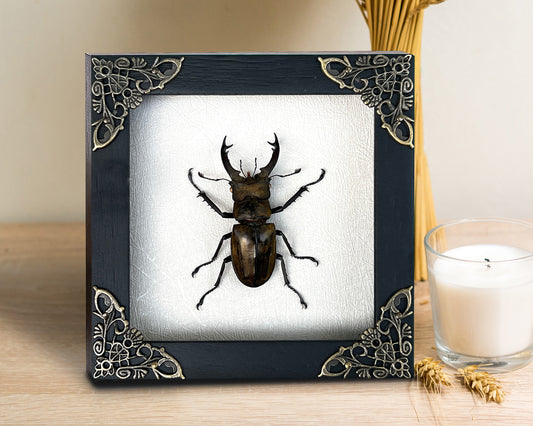 Real Framed Lucanas Beetle Bee White Shadow Box Specimen Oddities K12-57-TR