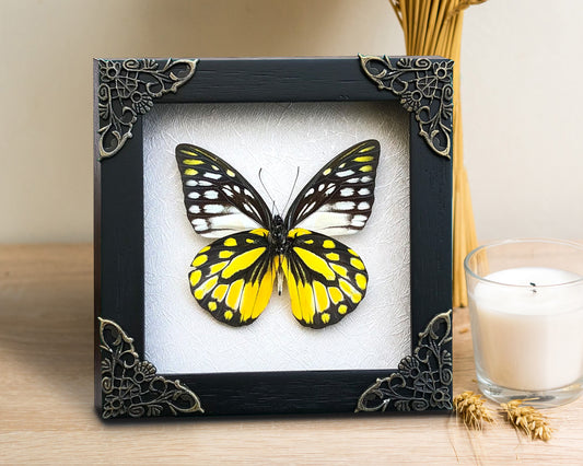 Real Butterfly Spotted Sawtooth Dead Dried Insect Specimens K12-10-TR